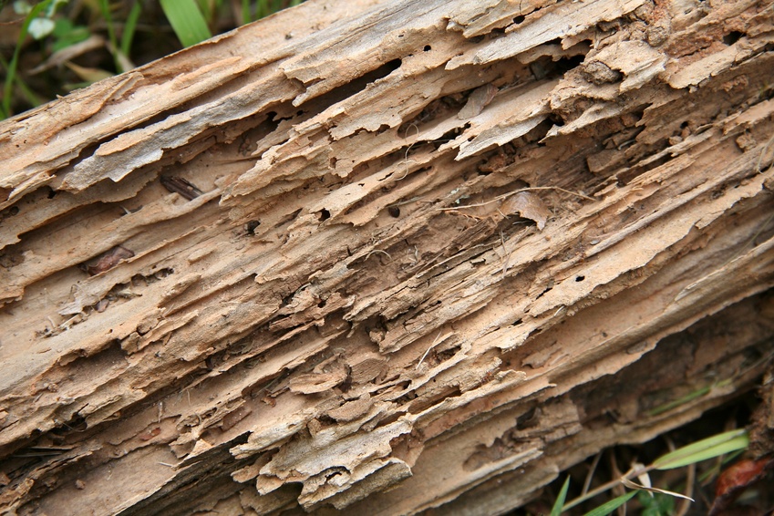 Termite - Pourquoi