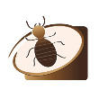 diagnostic-termites